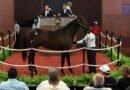 Ya está disponible el catálogo de la 105.ª edición de la Saratoga Sale de Fasig-Tipton