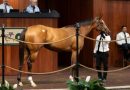 Una hija de BOLT D’ORO brilla en el marcador y lidera el tercer día de la Venta de Abril de OBS
