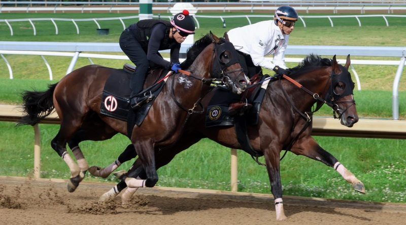 GOLDEN TEMPO ejercita de cara al Belmont Stakes