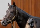 Hijo de MEDAGLIA D´ORO encabeza la última sesión mientras la venta de junio de OBS registra cifras récord