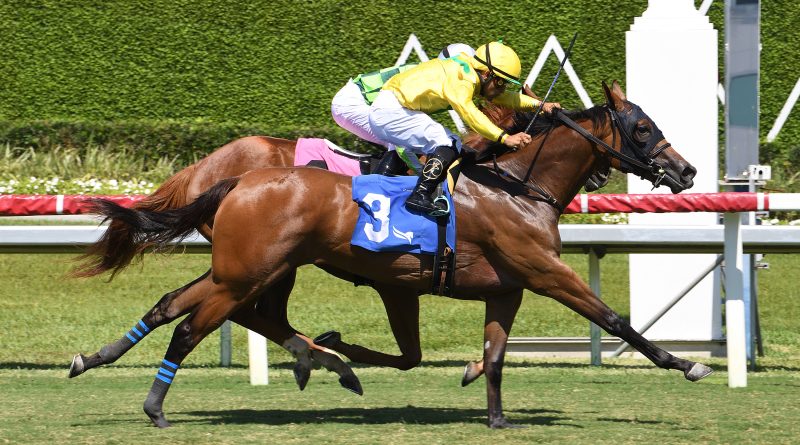 CELTIC DISPUTE, lista para el desafío del Queen Mary en Royal Ascot sin importar el clima CELTIC DISPUTE, lista para el desafío del Queen Mary en Royal Ascot sin importar el clima