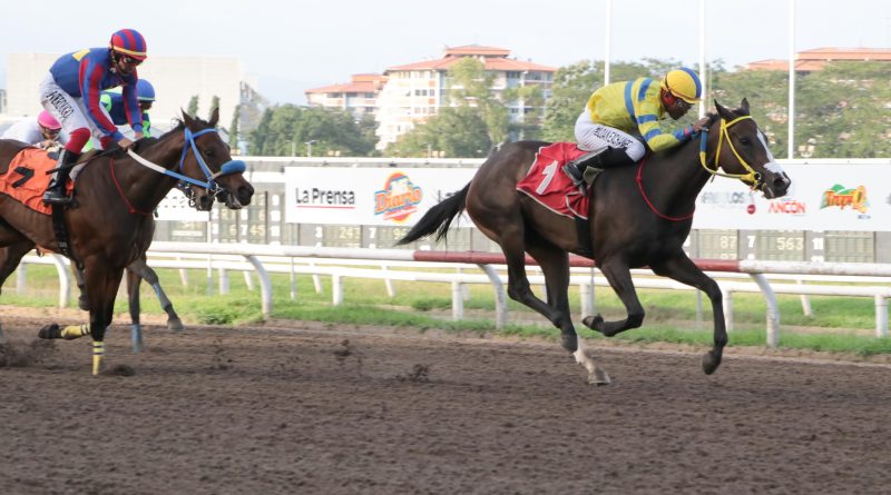 DOÑA PERFECTA conquista el Clásico Temístocles Díaz Q. y toma la cima en la ruta hacia la Copa Dama del Caribe