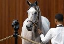 Hija de JUSTIFY se vende por 1,4 millones de dólares y establece un récord en las Ventas de junio de OBS