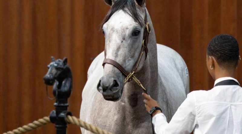 Hija de JUSTIFY se vende por 1,4 millones de dólares y establece un récord en las Ventas de junio de OBS