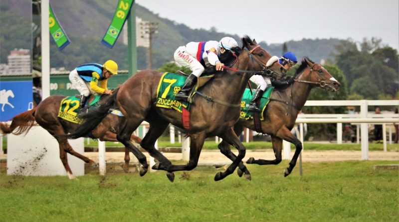 ZUCCA BABY gana en reñido final el Gran Premio Brasil (G1) ZUCCA BABY gana en reñido final el Gran Premio Brasil (G1)