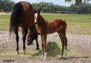 Potros destacados criados en Florida: Verifying en Miss Perfectus y Mr Fisk en Enjoy Yourself (GB)