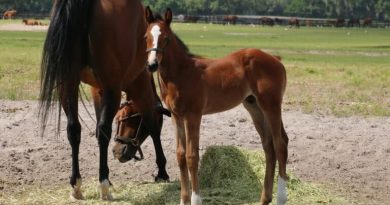 Potros destacados criados en Florida: Verifying en Miss Perfectus y Mr Fisk en Enjoy Yourself (GB)