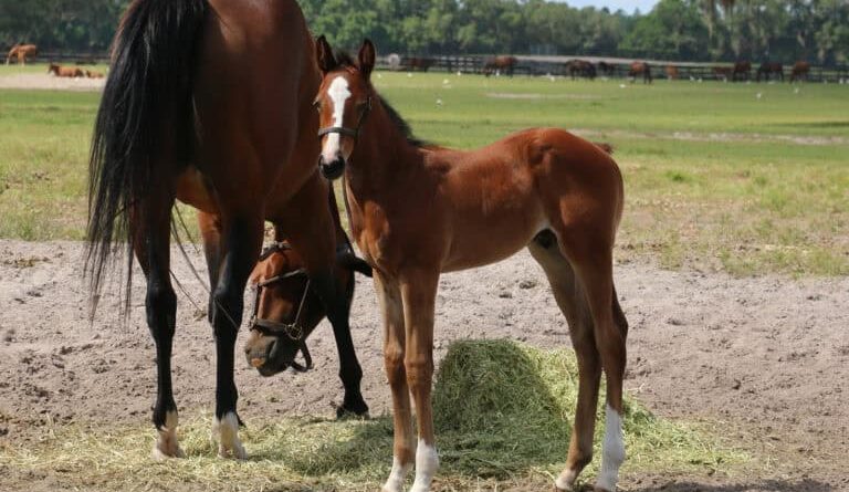 Potros destacados criados en Florida: Verifying en Miss Perfectus y Mr Fisk en Enjoy Yourself (GB)