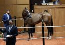 FASIG-TIPTON: Hijo de Vekoma encabeza la Venta de Yearlings de julio y Our Moneyman la de ejemplares en edad de correr FASIG-TIPTON: Hijo de Vekoma encabeza la Venta de Yearlings de julio y Our Moneyman la de ejemplares en edad de correr