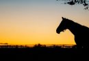Mareworthy Charities organiza la Cumbre sobre el retiro de yeguas pura sangre el 24 de julio en Keeneland