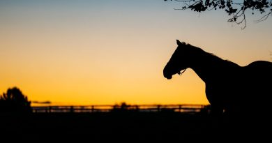 Mareworthy Charities organiza la Cumbre sobre el retiro de yeguas pura sangre el 24 de julio en Keeneland Mareworthy Charities organiza la Cumbre sobre el retiro de yeguas pura sangre el 24 de julio en Keeneland