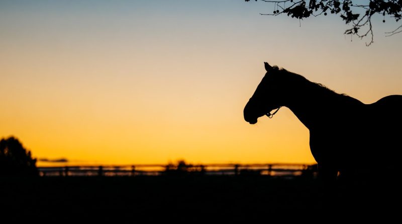 Mareworthy Charities organiza la Cumbre sobre el retiro de yeguas pura sangre el 24 de julio en Keeneland Mareworthy Charities organiza la Cumbre sobre el retiro de yeguas pura sangre el 24 de julio en Keeneland