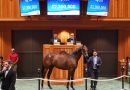 Dubai Racing Club y Fasig-Tipton establecen una histórica alianza internacional Dubai Racing Club y Fasig-Tipton establecen una histórica alianza internacional