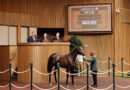 Las cifras aumentan en todos los renglones este lunes en la subasta de septiembre de Keeneland Las cifras aumentan en todos los renglones este lunes en la subasta de septiembre de Keeneland