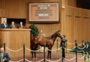 Las ventas totales aumentaron un 23,35 % el martes en Keeneland Las ventas totales aumentaron un 23,35 % el martes en Keeneland