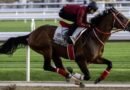 FOREVER YOUNG llega anticipadamente a EE.UU. para la Jockey Club Gold Cup