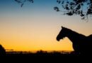 Entender mi intestino, me llevó a entender más al del caballo