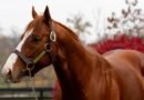 Los hijos de MAGE superan los US$2,8 millones en Keeneland (al 24/9) Los hijos de MAGE superan los US$2,8 millones en Keeneland (al 24/9)