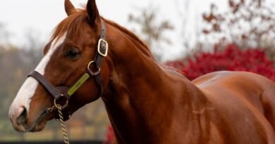 Los hijos de MAGE superan los US$2,8 millones en Keeneland (al 24/9) Los hijos de MAGE superan los US$2,8 millones en Keeneland (al 24/9)