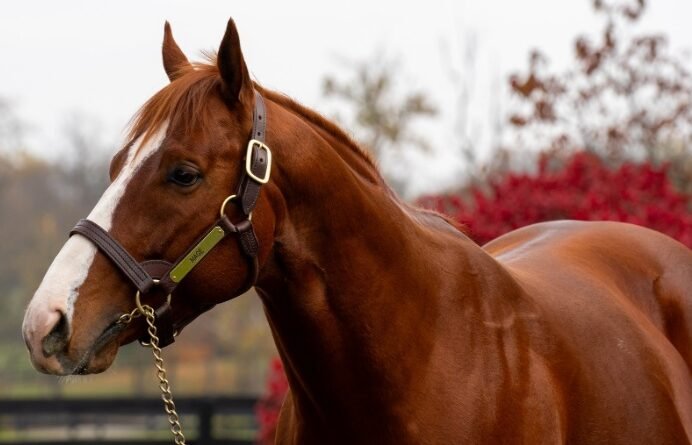 Los hijos de MAGE superan los US$2,8 millones en Keeneland (al 24/9) Los hijos de MAGE superan los US$2,8 millones en Keeneland (al 24/9)