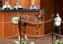 La Venta de Yearlings de octubre de OBS concluye con aumentos en el promedio y la mediana