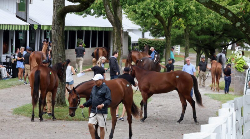 Keeneland incluye 125 piezas en el catálogo de la Venta de Noviembre de Caballos en Edad de Correr