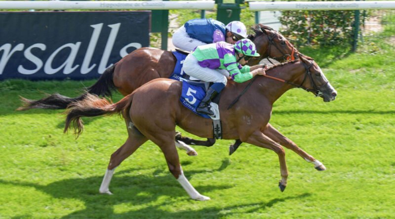 Se ofrecerá una participación en la propiedad de PRIMETIME EMMY, candidata a la Breeders’ Cup