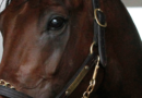 Servicio vitalicio del destacado NYQUIST se incorpora a la Championship Sale de Keeneland Servicio vitalicio del destacado NYQUIST se incorpora a la Championship Sale de Keeneland