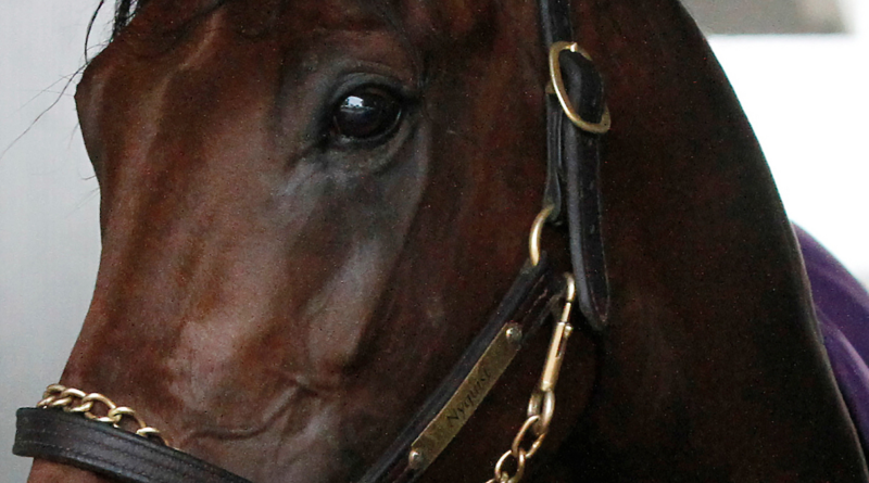 Servicio vitalicio del destacado NYQUIST se incorpora a la Championship Sale de Keeneland Servicio vitalicio del destacado NYQUIST se incorpora a la Championship Sale de Keeneland
