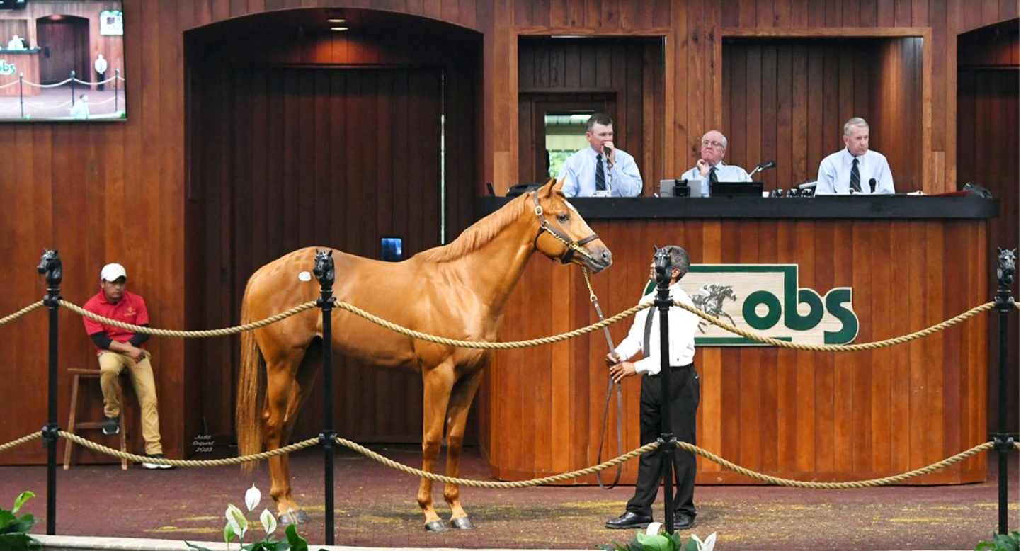 Hijo de HARD SPUN lidera la sesión inaugural de la OBS June Sale