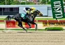 BROWN SUGAR y COMPADRE PECHE con los colores del stud «Z.M.» se llevaron las preparatorias para la Copa Velocidad del Caribe