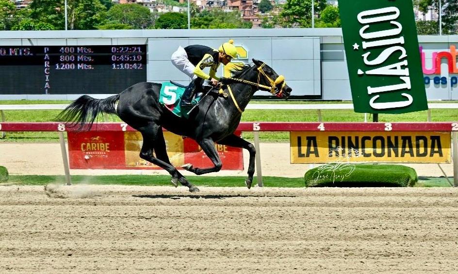 BROWN SUGAR y COMPADRE PECHE con los colores del stud «Z.M.» se llevaron las preparatorias para la Copa Velocidad del Caribe