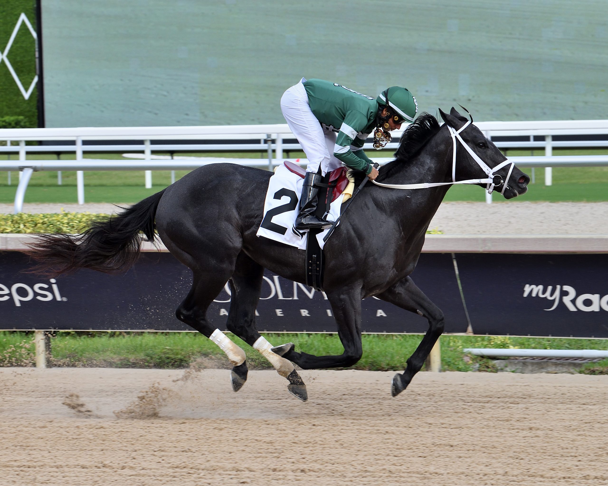 RATED BY MERIT mantiene su invicto en el Affirmed Stakes