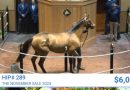 McKULICK encabeza la lluvia de millones de la venta de noviembre en Fasig-Tipton