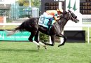 SHISOSPICY matiene su racha al ganar el Mamzelle Stakes