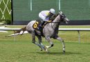 LENNILU, rumbo a Inglaterra tras ganar la Royal Palm Juvenile Fillies