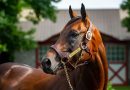 KING GUILLERMO se estrena en los rings con sus yearlings en 2025 con apoyo de mucha calidad