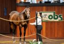 El hijo de Yaupon y los buenos precios destacan en la sesión inaugural de la venta de junio de OBS