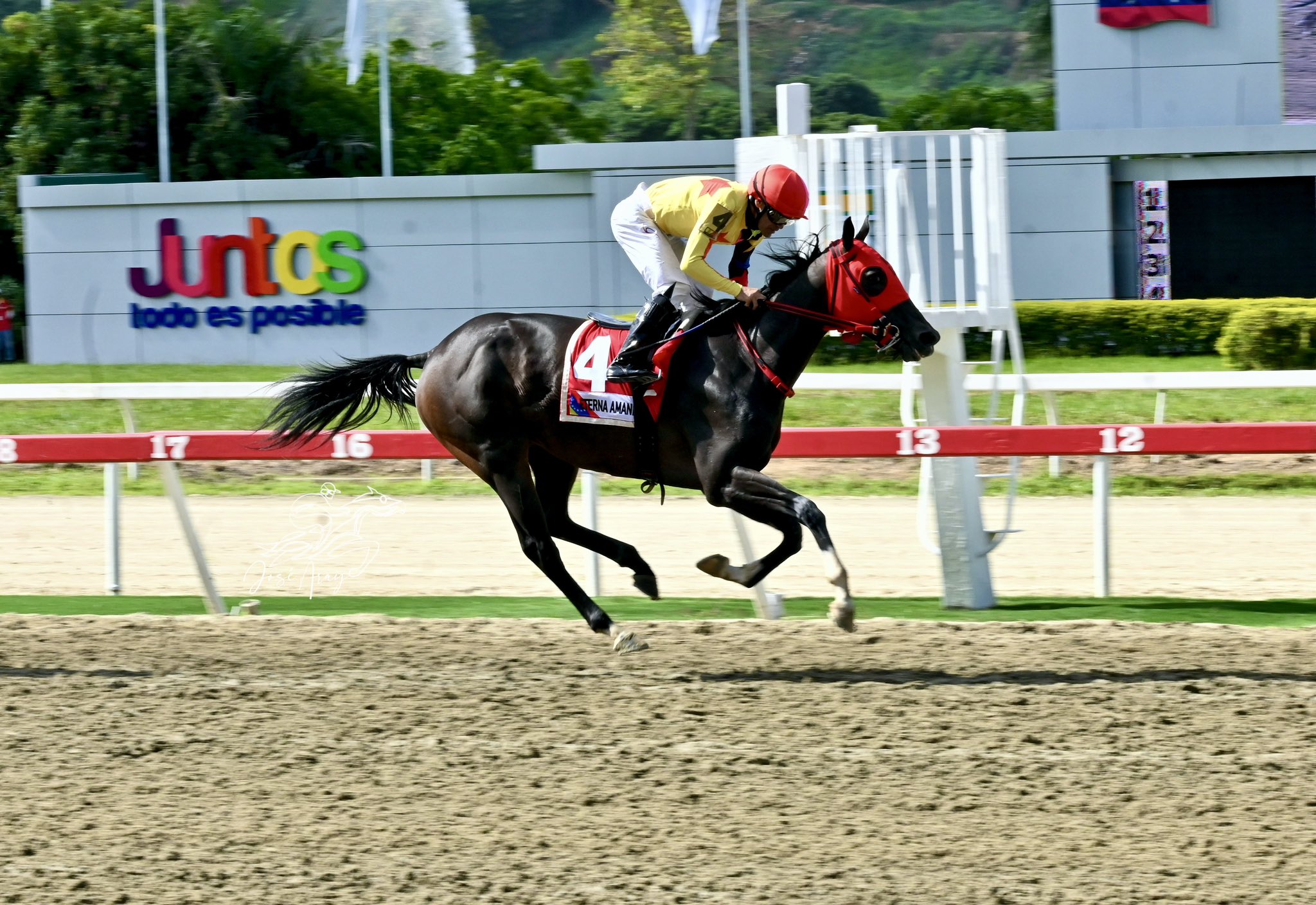ETERNA AMANDA se pone la primera corona en el Clásico Hipódromo La Rinconada