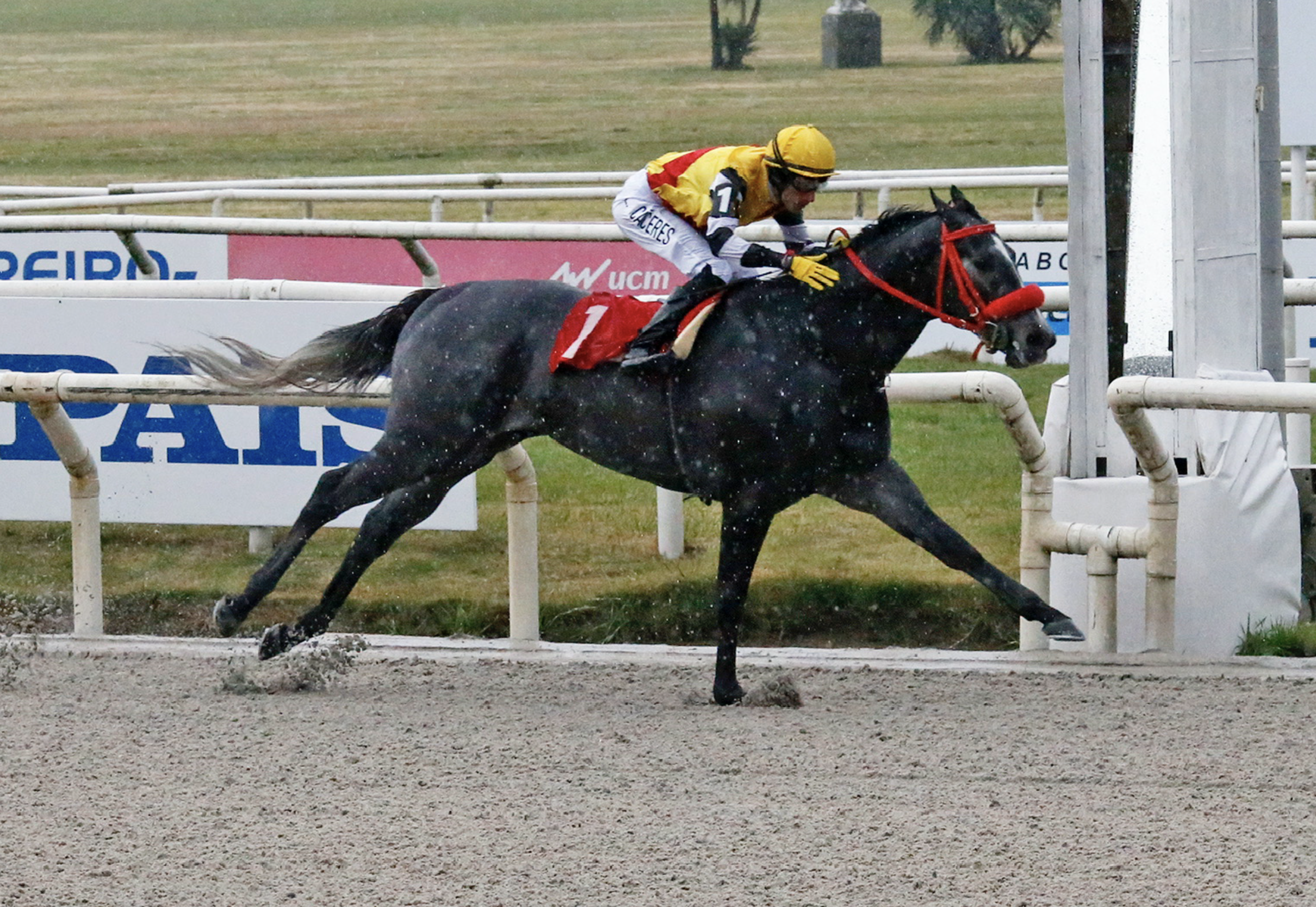 Breeders’ Cup Win And You’re In: TOUCH OF DESTINY domina el Asociación Uruguaya de Propietarios de Caballos de Carrera