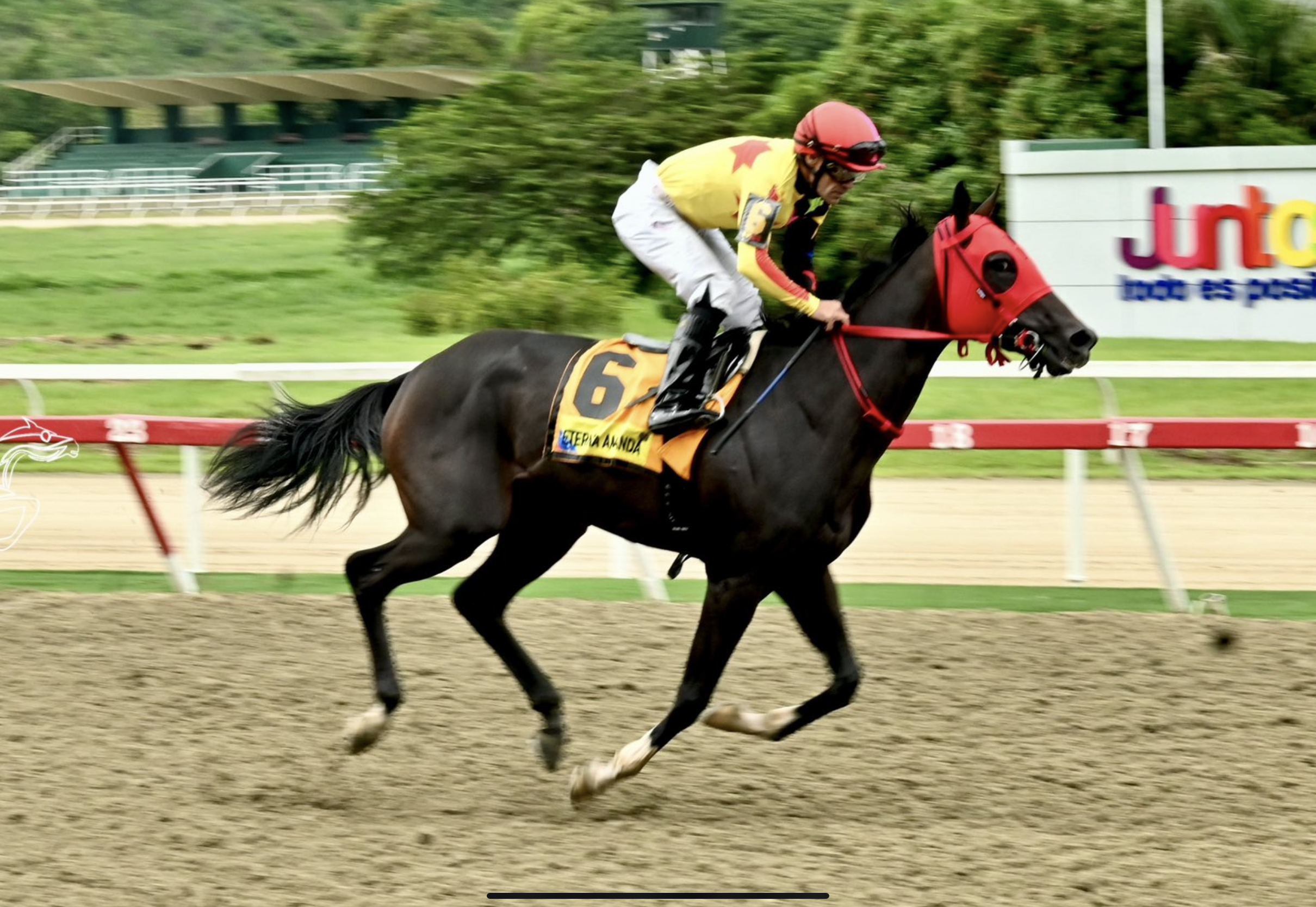 ETERNA AMANDA a una de la Triple Tiara en Venezuela
