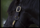 COOLMORE anunció la muerte del espectacular WOOTTON BASSETT