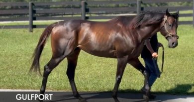 Pleasant Acres Stallions anuncia la primera yegua preñada confirmada por GULFPORT Pleasant Acres Stallions anuncia la primera yegua preñada confirmada por GULFPORT