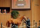 Hijo de VEKOMA, el más costoso de la penúltima sesión en Keeneland