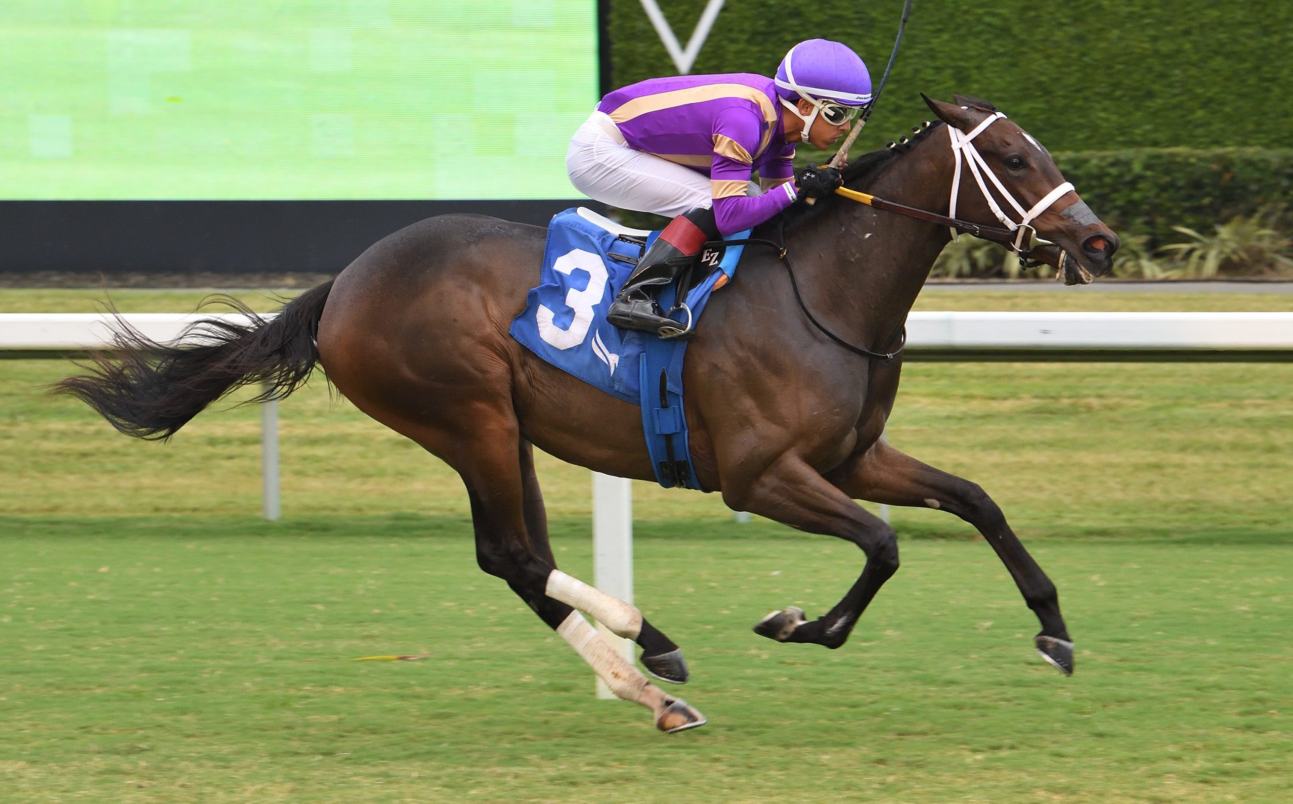 Spirit Doll debuta en césped ganando el Our Dear Peggy