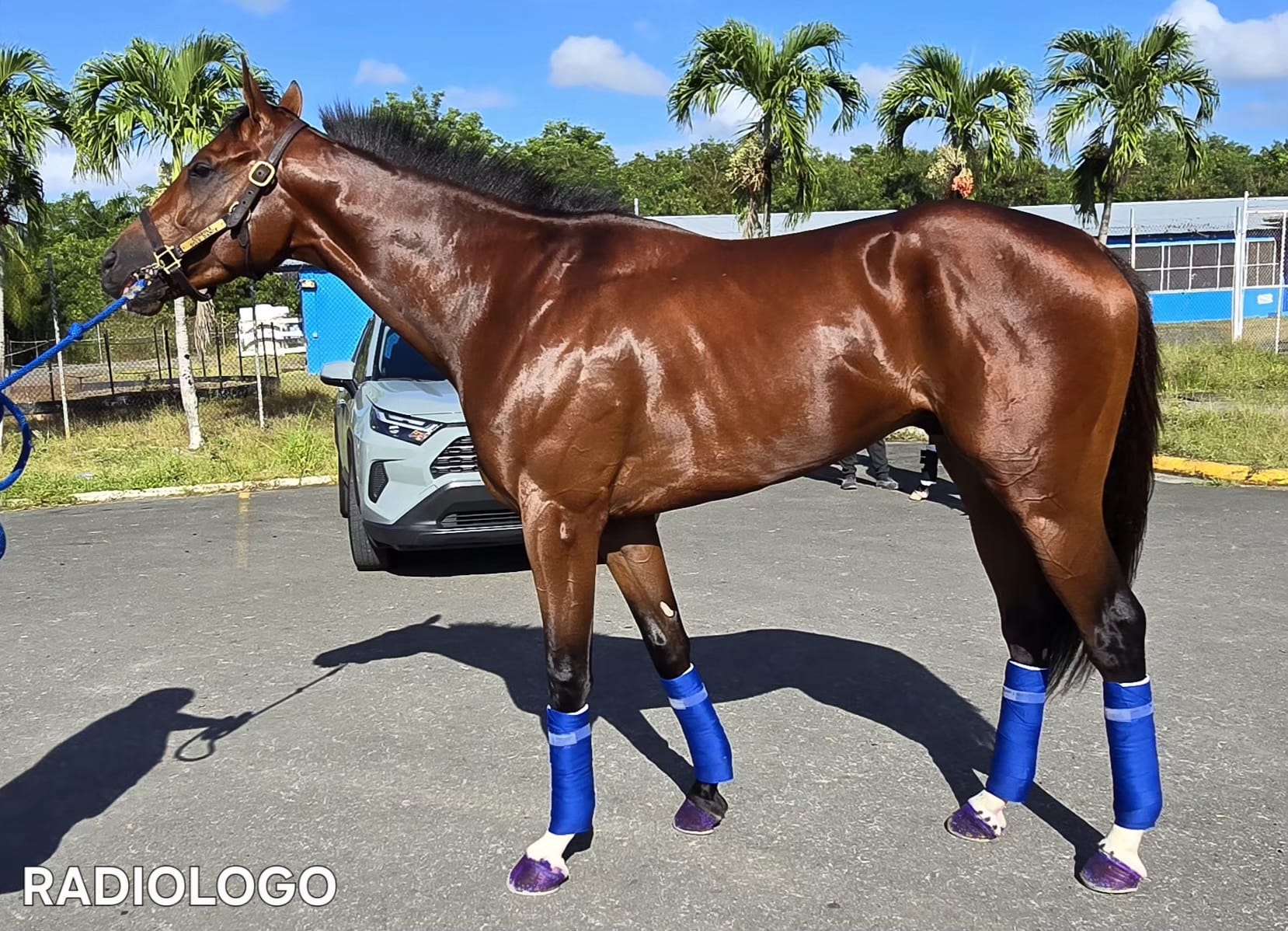 Los boricuas ponen rumbo a Panamá