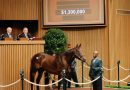 Pedro Lanz adquiere a BISHOPS BAY con el precio tope en la Keeneland November Horses of Racing Age Sale