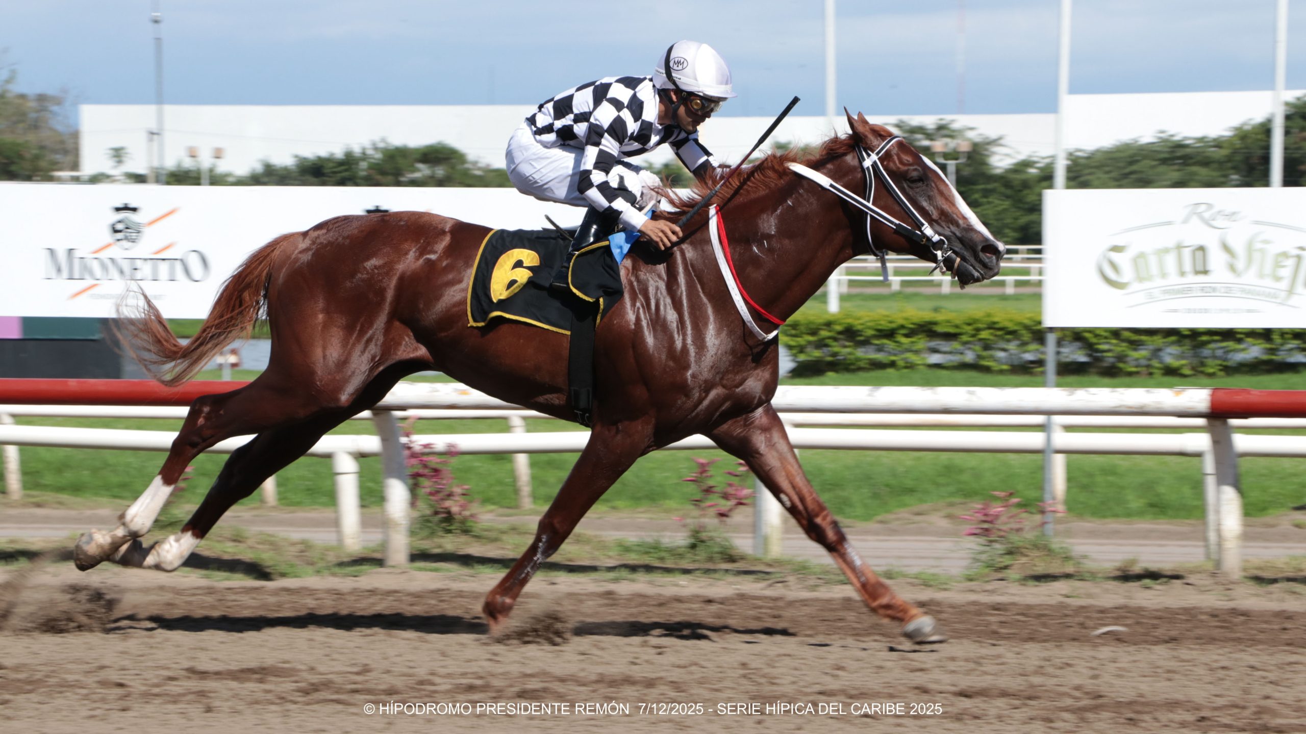 DANDY EL PELIGROSO galopó la Copa Velocidad del Caribe
