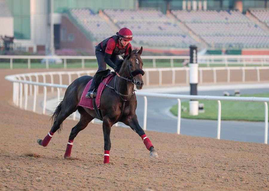 MUFASA y DARK SAFFRON se enfrentan en una carrera muy competitiva del carnaval de Dubai