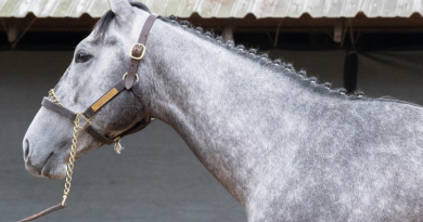 Fasig-Tipton Digital: Ya está abierta la subasta flash de SILVER PRINCE